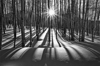 Sunlit Birches