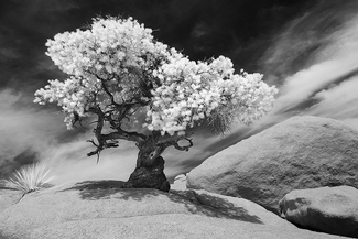 Pinon Pine 