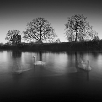 Waltzing Cygnets