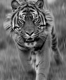 Sumatran Tiger
