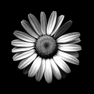 Glen Headland Daisy