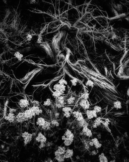 Death's Hand BW