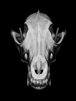 coyote skull