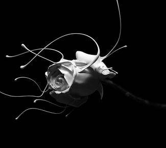 Painted Rose Painted Rose